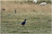 04 - Presqu'ile d'Otago (24) - Takahe